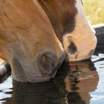 Caring for horses during hot weather