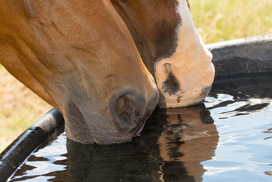 Caring for horses during hot weather