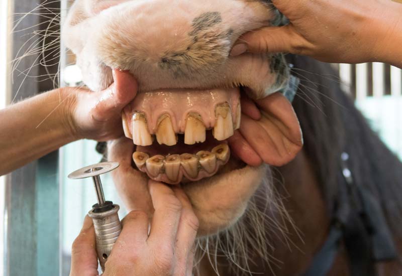 Dental care for your horse