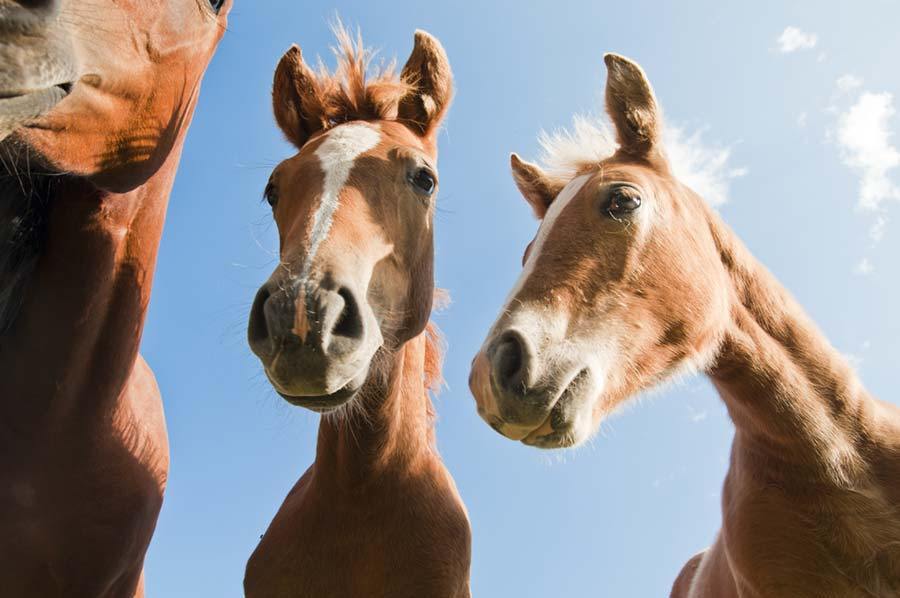 Five Important Ways To Decipher Your Horse’s Behavior