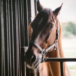 Tips for buying your first horse