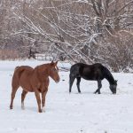 Buy horse property in the winter